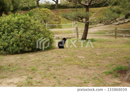 一隻黑色的流浪貓坐在綠樹成蔭的春日花園裡。 133868039