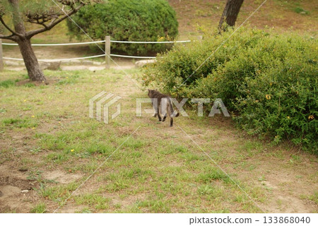 一隻條紋流浪貓穿過綠葉，正朝著…走去 133868040