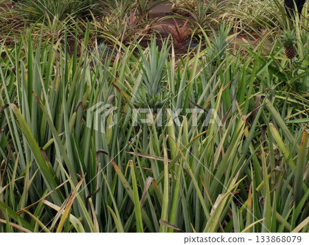Tropical landscape of pineapple fields with deep green leaves and fruits Tropical landscape of pineapple fields with deep green leaves and fruits 133868079
