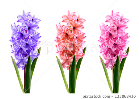 three colorful hyacinths standing in row on white background three colorful hyacinths standing in row on white background 133868430