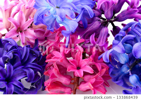 macro photography of colorful hyacinth petals as background macro photography of colorful hyacinth petals as background 133868439