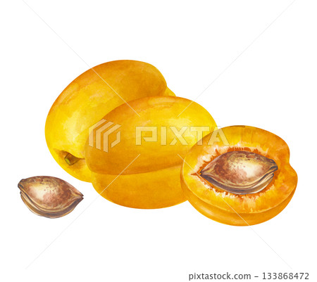 Two whole apricots and a half with a stone on an isolated background. Watercolor illustration in natural colors. Realistic clipart with juicy fruits for grocery or cosmetic lines. Autumn harvest. 133868472