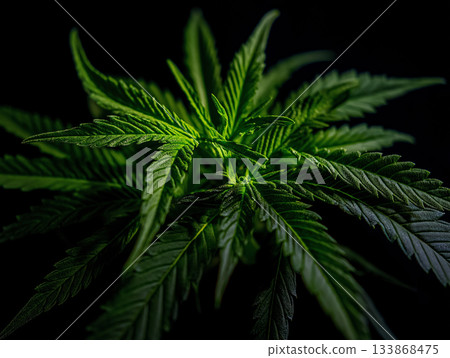 Close-up of vibrant green 133868475