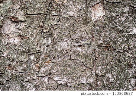 Close-up of rugged tree bark texture with cracks, moss, and natural gray tones on the trunk Close-up of rugged tree bark texture with cracks, moss, and natural gray tones on the trunk 133868687