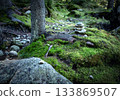background in the forest with a pebble man 133869507