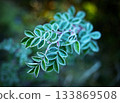background twig with green leaves with frost 133869508