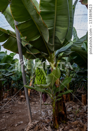 View inside to the banana farm, Tenerife, Spain View inside to the banana farm, Tenerife, Spain 133869623