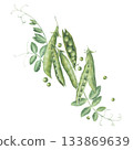 Composition of pods, seeds, leaves and sprouts of green peas. Watercolor illustration hand drawn and isolated on a white background. Perfect for postcards, invitations, polygraph, tableware, textile 133869639