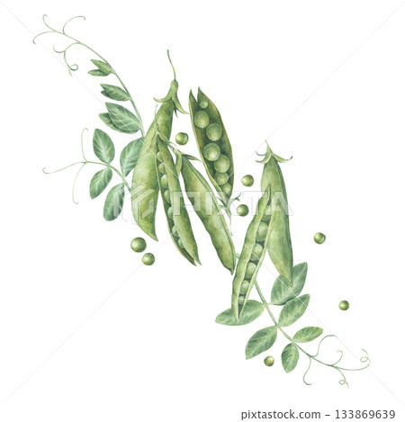 Composition of pods, seeds, leaves and sprouts of green peas. Watercolor illustration hand drawn and isolated on a white background. Perfect for postcards, invitations, polygraph, tableware, textile Composition of pods, seeds, leaves and sprouts of green peas. Watercolor illustration hand drawn and isolated on a white background. Perfect for postcards, invitations, polygraph, tableware, textile 133869639