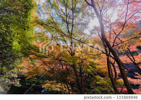 寂光院秋天的景色 133869846