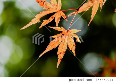 寂光院秋天的景色 寂光院秋天的景色 133869944