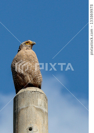 Crested eagle on a utility pole_Vertical 133869978