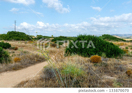Steppe landscape with dry grass green bushes and warm sunlight. 133870070