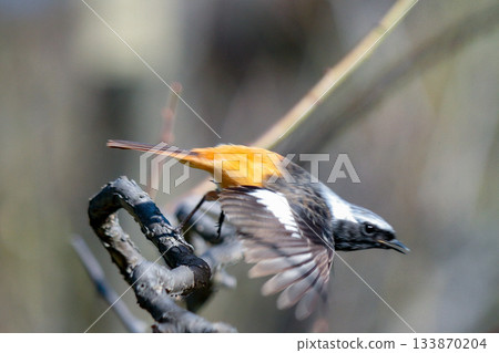 Daurian redstart 拍打它的翅膀 Daurian redstart 拍打它的翅膀 133870204