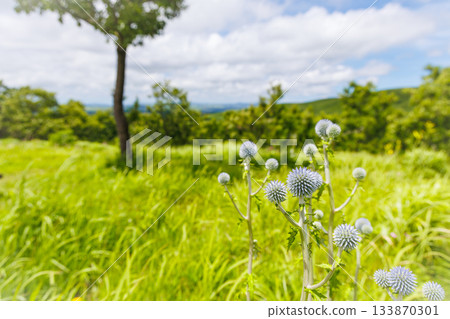 Higotai at the end of July (Higotai Park, Aso District, Kumamoto Prefecture) 133870301