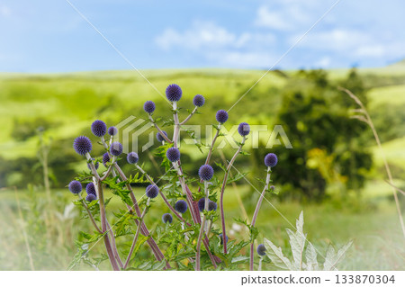 Higotai at the end of July (Higotai Park, Aso District, Kumamoto Prefecture) 133870304