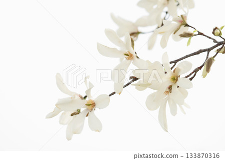 在北海道的一個公園裡盛開的 Kobusi 花 在北海道的一個公園裡盛開的 Kobusi 花 133870316