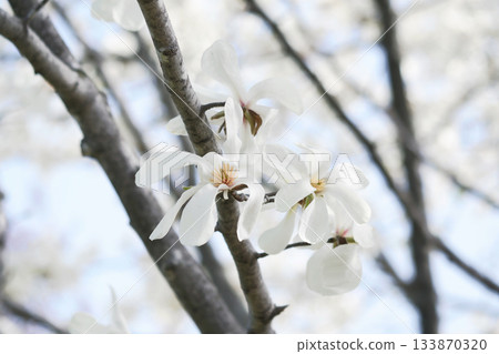 Kobusi flowers blooming in a park in Hokkaido Kobusi flowers blooming in a park in Hokkaido 133870320