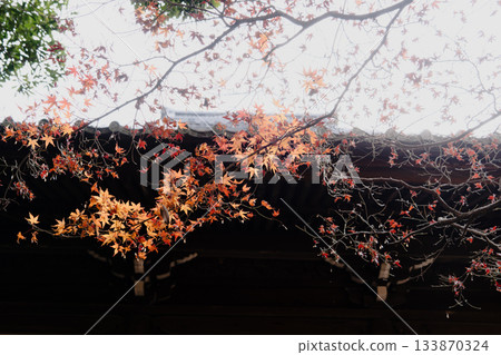 寂光院秋天的景色 寂光院秋天的景色 133870324