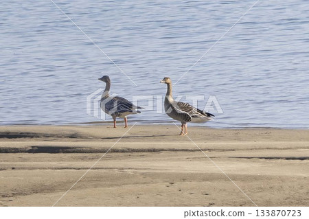 A bean goose resting by the river A bean goose resting by the river 133870723