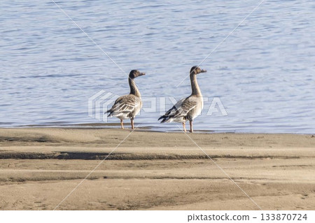A bean goose resting by the river A bean goose resting by the river 133870724