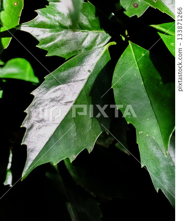 寂光院秋天的景色 133871266