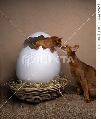cute kittens inside of easter egg cute kittens inside of easter egg 133872521