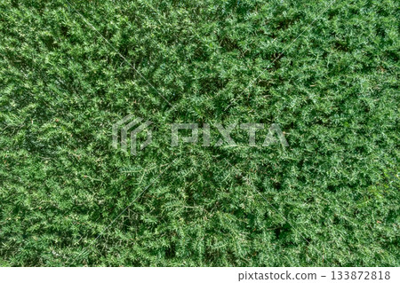 Creeping evergreen juniper with dense needle-like foliage forming a lush green carpet. Creeping evergreen juniper with dense needle-like foliage forming a lush green carpet. 133872818