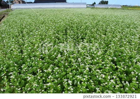 Soba field small white flowers Soba field small white flowers 133872921