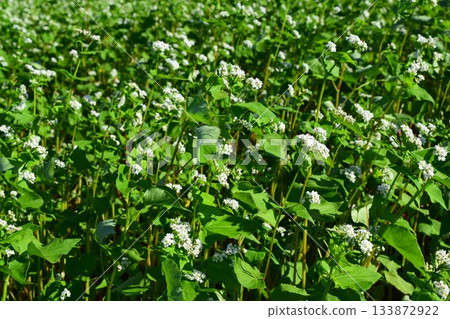 Soba field small white flowers Soba field small white flowers 133872922