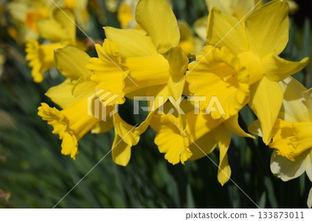 Daffodil flowers Daffodil flowers 133873011