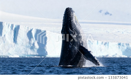 Humpback whale breaching near icy coast in Antarctica during clear, sunny weather 133873041