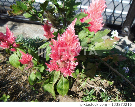 Red feathered cockscomb flower Red feathered cockscomb flower 133873216