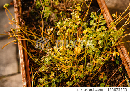 Wooden Garden Planter Box With Faded Autumn Plants: Sunlit Outdoor Terrace Scene With Withered Leaves And Seasonal Garden Details Wooden Garden Planter Box With Faded Autumn Plants: Sunlit Outdoor Terrace Scene With Withered Leaves And Seasonal Garden Details 133873553