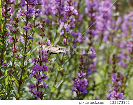 Lythrum salicaria and Satyridae (Higotai Park, Aso District, Kumamoto Prefecture) Lythrum salicaria and Satyridae (Higotai Park, Aso District, Kumamoto Prefecture) 133873561