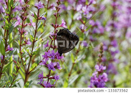 Lythrum salicaria and Satyridae (Higotai Park, Aso District, Kumamoto Prefecture) Lythrum salicaria and Satyridae (Higotai Park, Aso District, Kumamoto Prefecture) 133873562