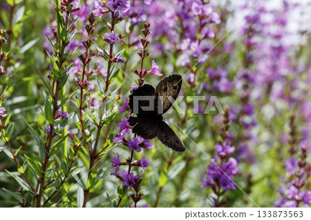 千屈菜和狼科（熊本縣阿蘇郡肥後台公園） 133873563