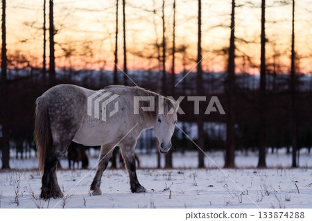 日出和北海道馬 133874288