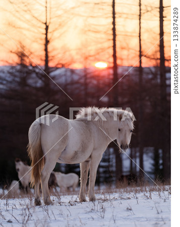 日出和北海道馬 133874289