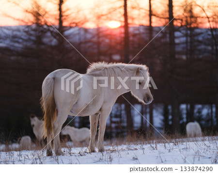 Sunrise and Hokkaido horse Sunrise and Hokkaido horse 133874290