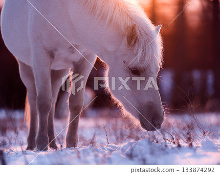 日出和北海道馬 日出和北海道馬 133874292