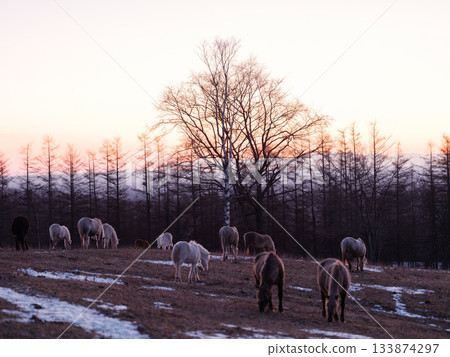 日出和北海道馬 133874297