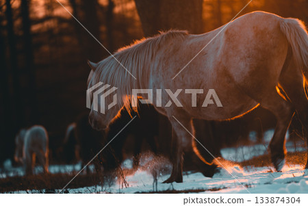 Sunrise and Hokkaido horse 133874304