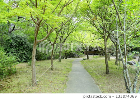 夏日公園楓樹林 133874369