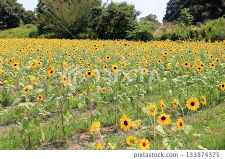 Cluster of sunflowers 133874375