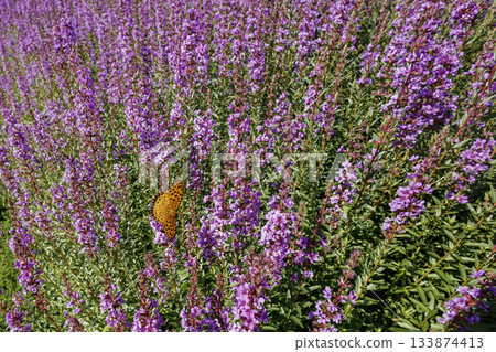 Lythrum salicaria and Indica fritillary (Higotai Park, Aso District, Kumamoto Prefecture) 133874413