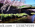 Scenery with cherry blossoms 133874599
