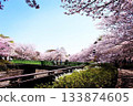 Scenery with cherry blossoms 133874605
