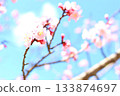 Plum blossoms in the blue sky 133874697