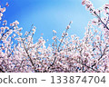 Cherry blossoms in full bloom shining in the blue sky 133874704
